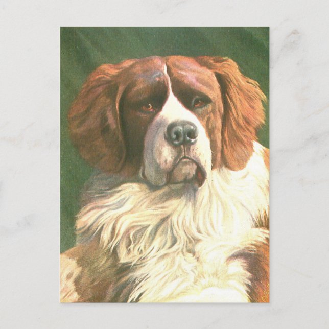 Vintage Newfoundland Dog Postcard (Front)