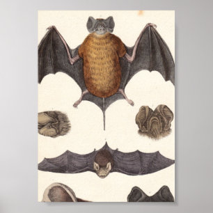 Vintage Nocturnal Bat Specimen Canvas Print