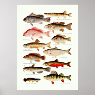 Vintage North American Fish Poster