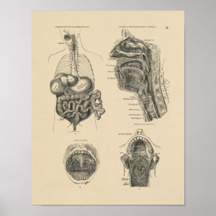 Vintage Nose Throat Anatomy 1880 Print