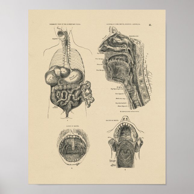 Vintage Nose Throat Anatomy 1880 Print (Front)
