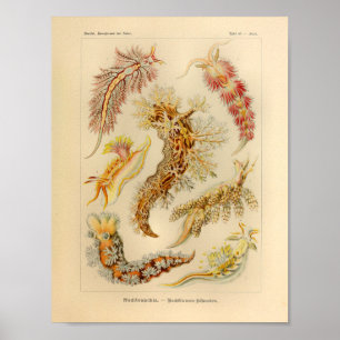 Vintage Nudibranchia Colour Ernst Haeckel Art Poster
