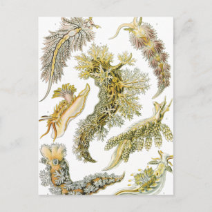 Vintage Nudibranchia, Sea Slugs by Ernst Haeckel Postcard