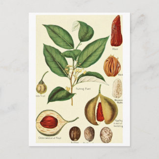 Vintage nutmeg illustration postcard recipe card