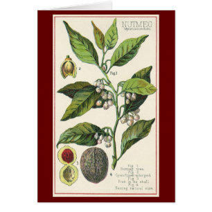 Vintage Nutmeg Plant Fruit Seeds, Food Herbs Spice