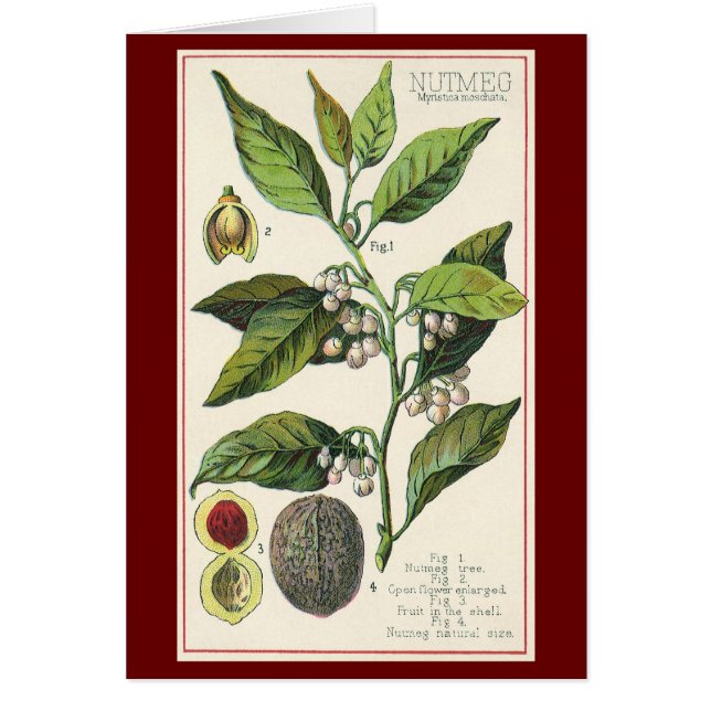 Vintage Nutmeg Plant Fruit Seeds, Food Herbs Spice (Front)