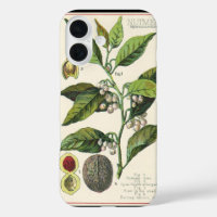 Vintage Nutmeg Plant Fruit Seeds, Food Herbs Spice