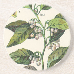 Vintage Nutmeg Plant Fruit Seeds, Food Herbs Spice Coaster