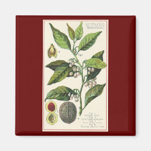 Vintage Nutmeg Plant Fruit Seeds, Food Herbs Spice Magnet