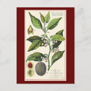 Vintage Nutmeg Plant Fruit Seeds, Food Herbs Spice Postcard