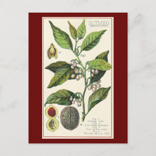 Vintage Nutmeg Plant Fruit Seeds, Food Herbs Spice Postcard