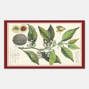 Vintage Nutmeg Plant Fruit Seeds, Food Herbs Spice Rectangular Sticker