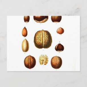 Vintage Nuts Botanical Print Postcard