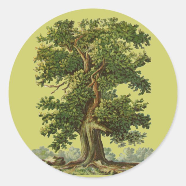 Vintage Oak Tree Art Sticker (Front)