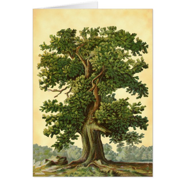Vintage Oak Tree Faux Parchment Blank Art Card (Front)