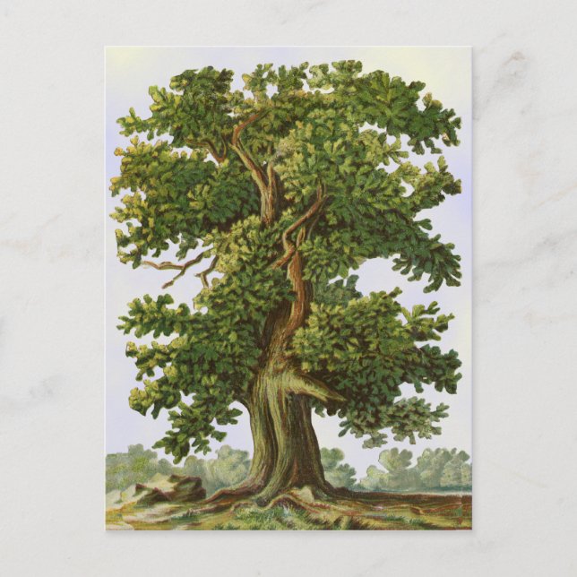 Vintage Oak Tree Postcard (Front)