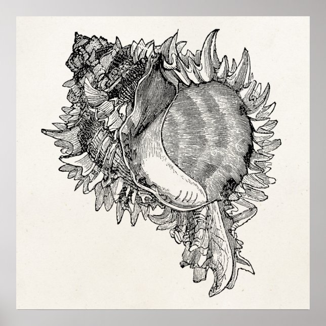 Vintage Ocean Seashell Shell Personalised Template Poster (Front)