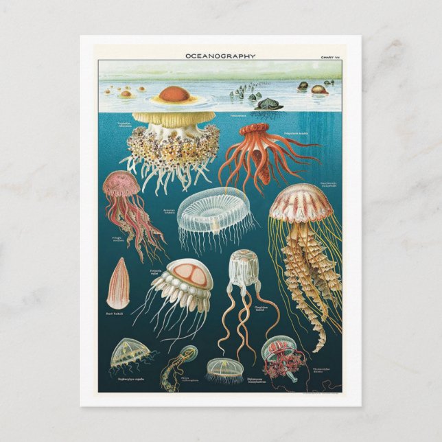 Vintage Oceanography Jellyfish Poster Postcard (Front)