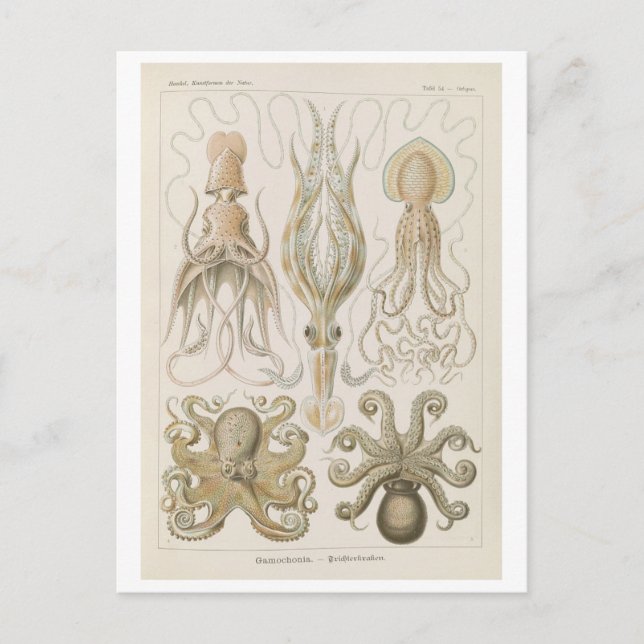 Vintage Octopus by Haeckel Postcard (Front)
