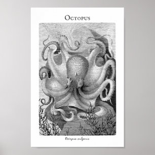 Vintage Octopus Customisable Poster