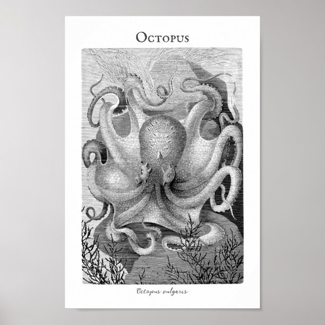 Vintage Octopus Customisable Poster (Front)