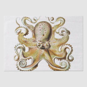 Vintage Octopus illustration by Ernst Haeckel Tissue Paper