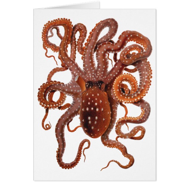 Vintage Octopus Macropus, Marine Aquatic Animals (Front)