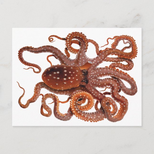 Vintage Octopus Macropus, Marine Aquatic Animals Postcard (Front)