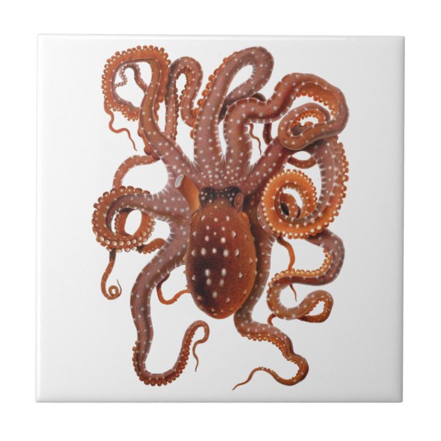 Vintage Octopus Macropus, Marine Aquatic Animals Tile (Front)