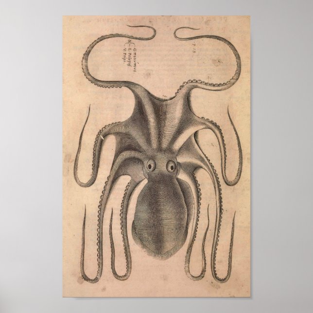 Vintage Octopus Print Sea Life Illustration (Front)