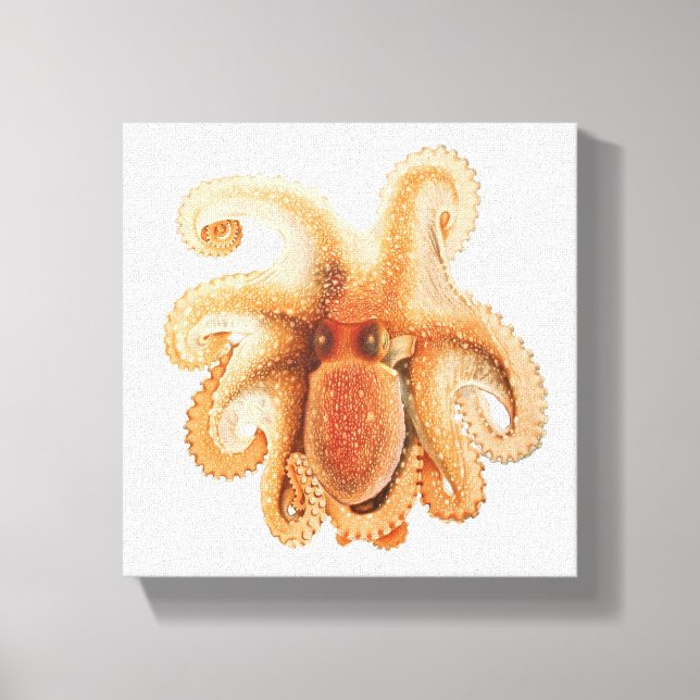 Vintage Octopus Salutii, Marine Aquatic Animals Canvas Print (Front)
