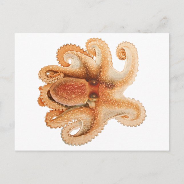 Vintage Octopus Salutii, Marine Aquatic Animals Postcard (Front)