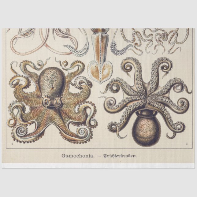 Vintage Octopus Squid by Ernst Haeckel Tissue Paper (Front)