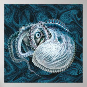Vintage Octopus Squid Nautilus Argonaut Poster
