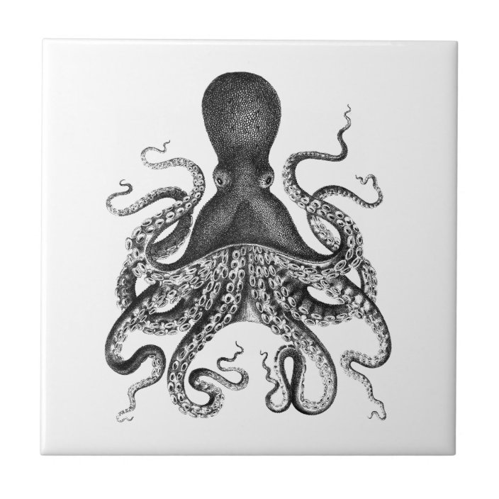 octopus without box