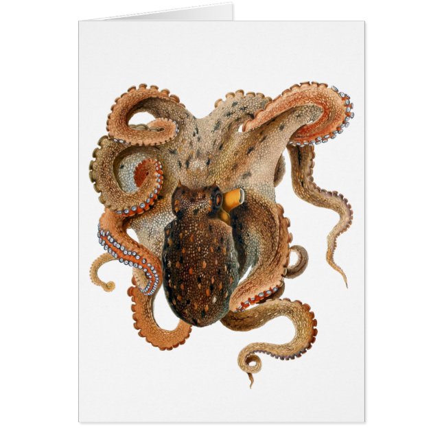 Vintage Octopus Vulgaris, Marine Life Animals (Front)