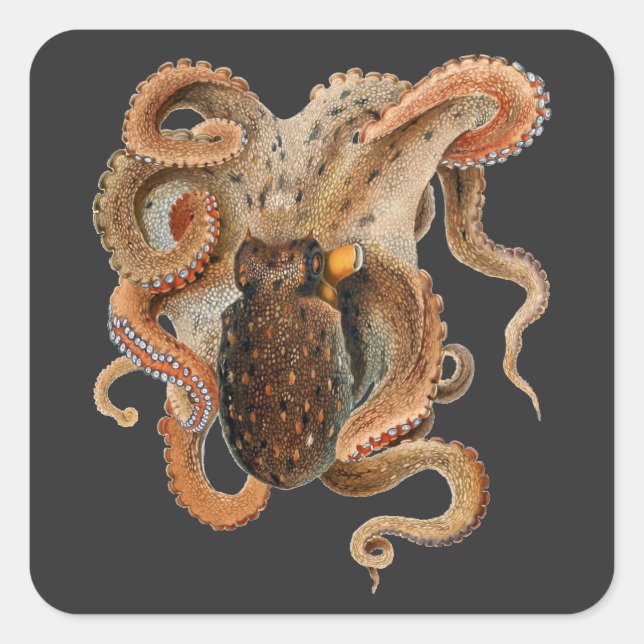 Vintage Octopus Vulgaris, Marine Life Animals Square Sticker (Front)