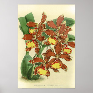 Vintage Odontoglossum Orchid Flower Poster