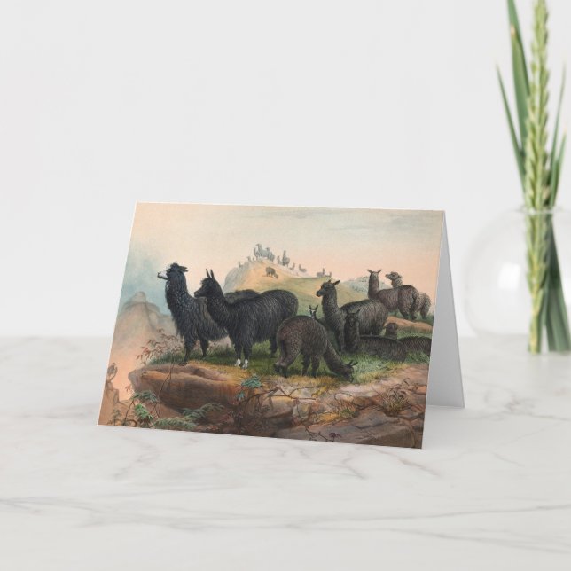 Vintage Old Alpacas 1861 Book Illustration Card (Front)