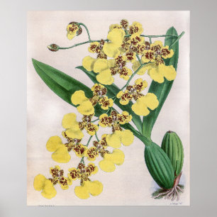 Vintage Oncidium Marshallianum Orchid Flower Poster