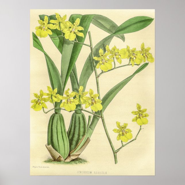 Vintage Oncidium Sessile Orchid Flower Poster (Front)