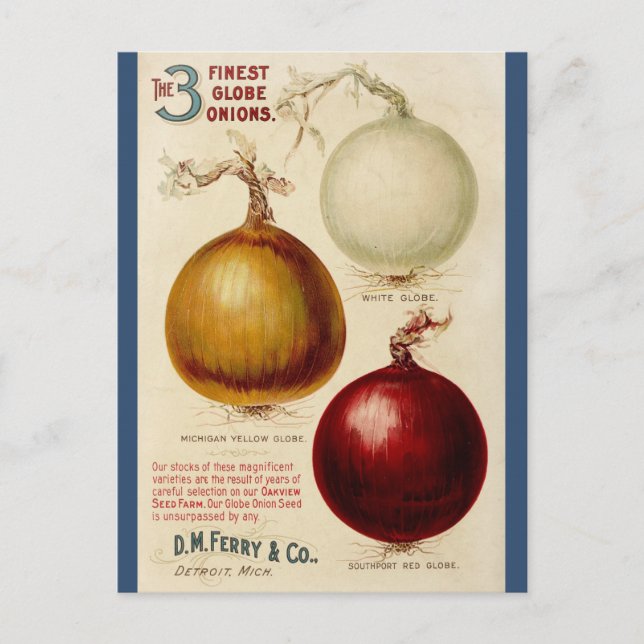 Vintage onion chart illustration card (Front)