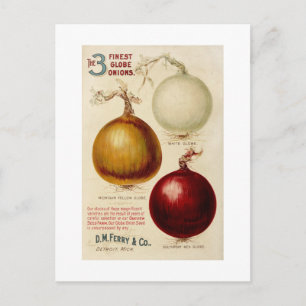 Vintage onion chart illustration card