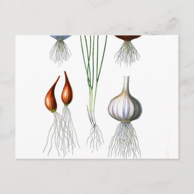 Vintage Onion Garlic Botanical Print Postcard (Front)