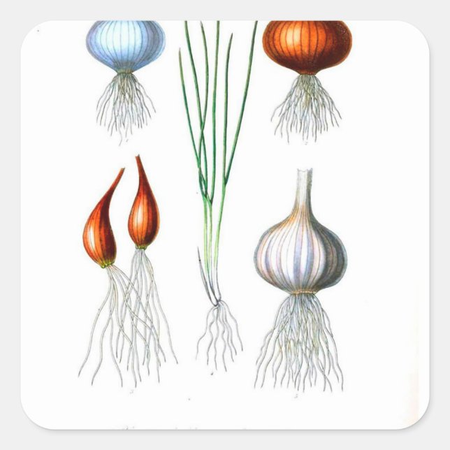 Vintage Onion Garlic Botanical Print Square Sticker (Front)