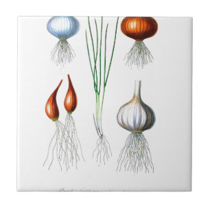 Vintage Onion Garlic Botanical Print Tile
