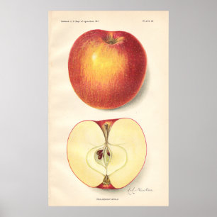 Vintage Opalescent Apple Poster