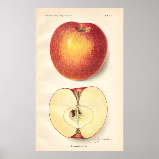 Vintage Opalescent Apple Poster (Front)