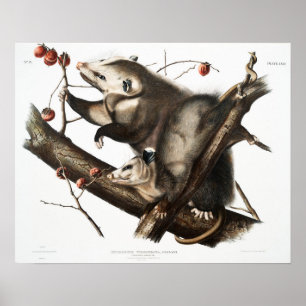 Vintage Opossum Illustration Poster