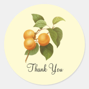 Vintage Orange Apricots Watercolor Drawing Classic Round Sticker